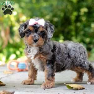 Angela, Cavapoo Puppy