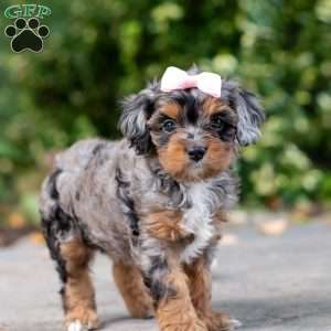 Angela, Cavapoo Puppy