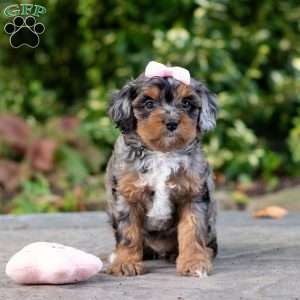Angela, Cavapoo Puppy