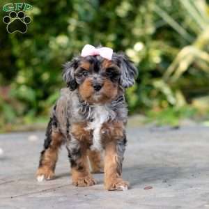 Angela, Cavapoo Puppy