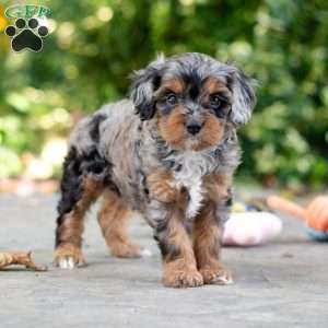 Angela, Cavapoo Puppy