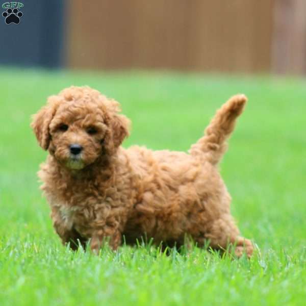 Angela, Miniature Poodle Mix Puppy