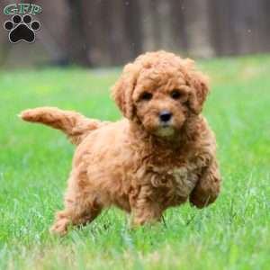 Angela, Miniature Poodle Mix Puppy