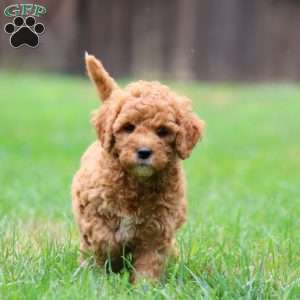 Angela, Miniature Poodle Mix Puppy