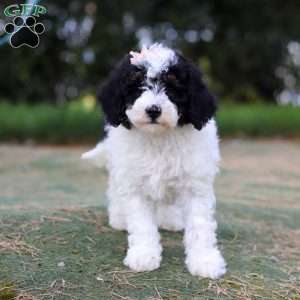 Angela, Mini Bernedoodle Puppy