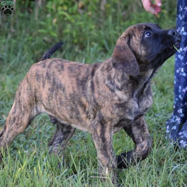 Angelo, English Mastiff Puppy
