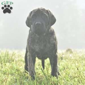 Anita, English Mastiff Puppy