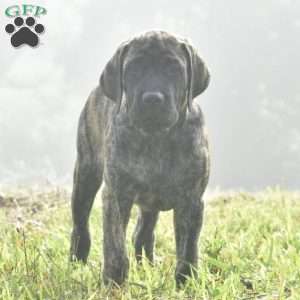 Anita, English Mastiff Puppy