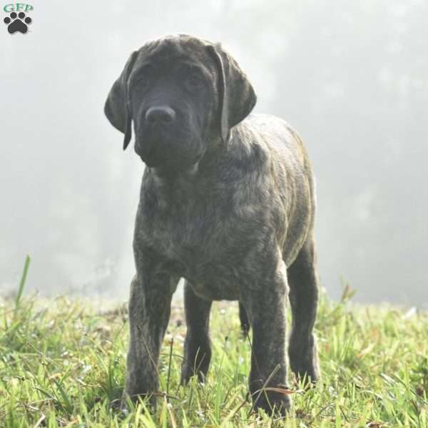 Anita, English Mastiff Puppy