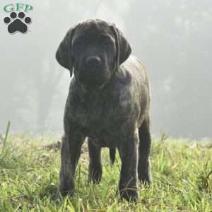 Anita, English Mastiff Puppy