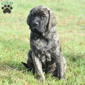 Anita, English Mastiff Puppy