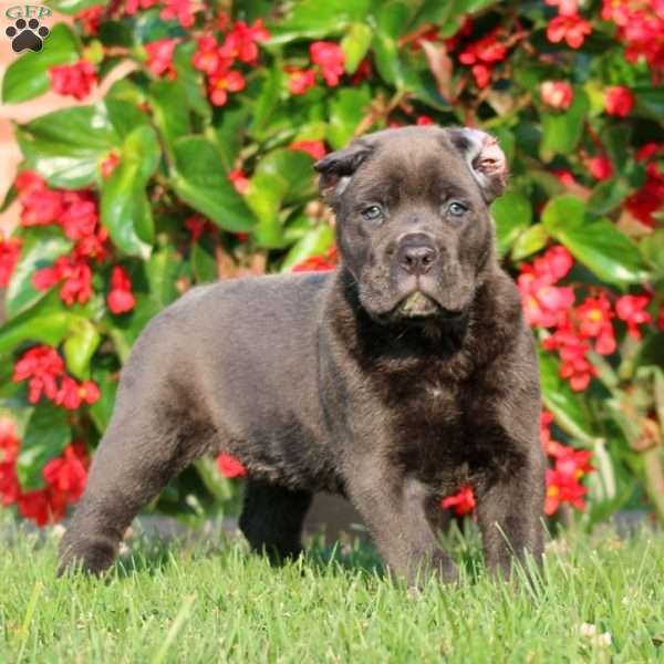 Anita, Cane Corso Puppy