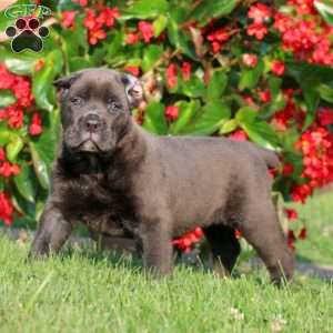 Anita, Cane Corso Puppy