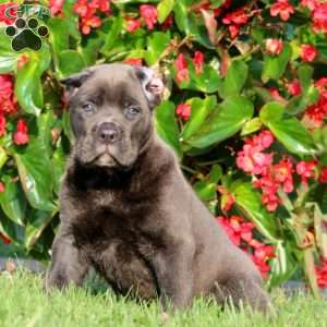 Anita, Cane Corso Puppy