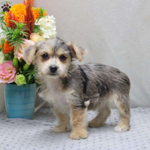 Anna, Yorkie Russell Puppy
