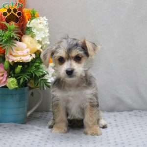 Anna, Yorkie Russell Puppy