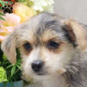 Anna, Yorkie Russell Puppy