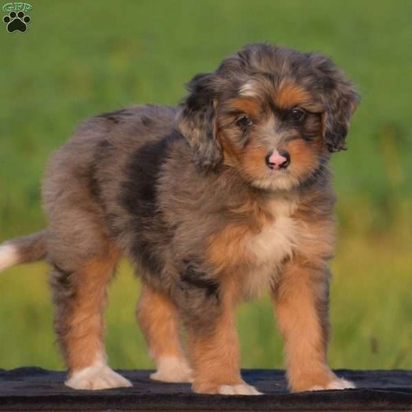 Annabelle, Mini Bernedoodle Puppy