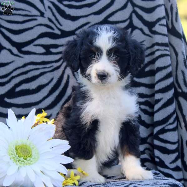 Annie, Mini Aussiedoodle Puppy