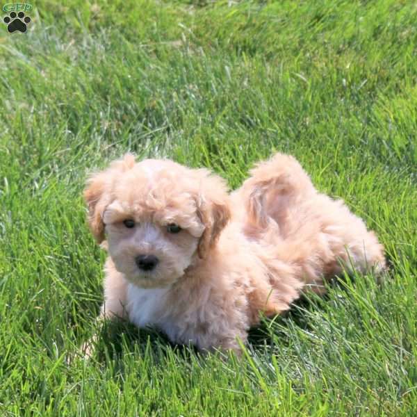 Annie, Bich-Poo Puppy