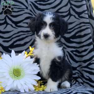 Annie, Mini Aussiedoodle Puppy