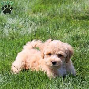 Annie, Bich-Poo Puppy