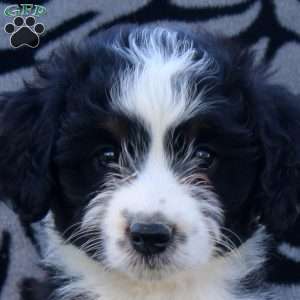 Annie, Mini Aussiedoodle Puppy