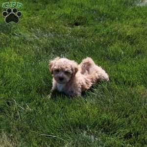 Annie, Bich-Poo Puppy