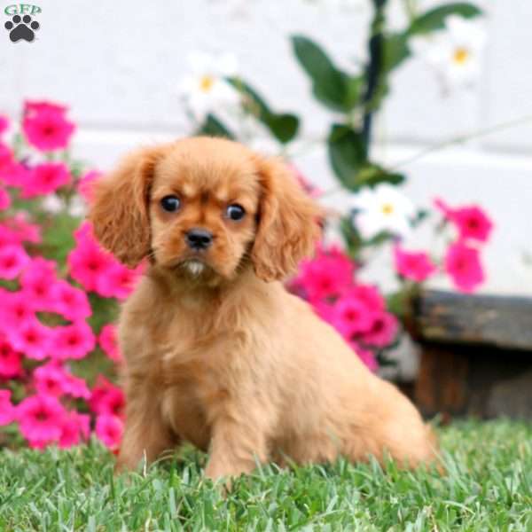 Annie, Cavalier King Charles Spaniel Puppy