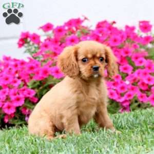 Annie, Cavalier King Charles Spaniel Puppy