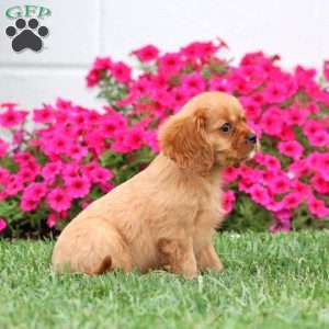 Annie, Cavalier King Charles Spaniel Puppy