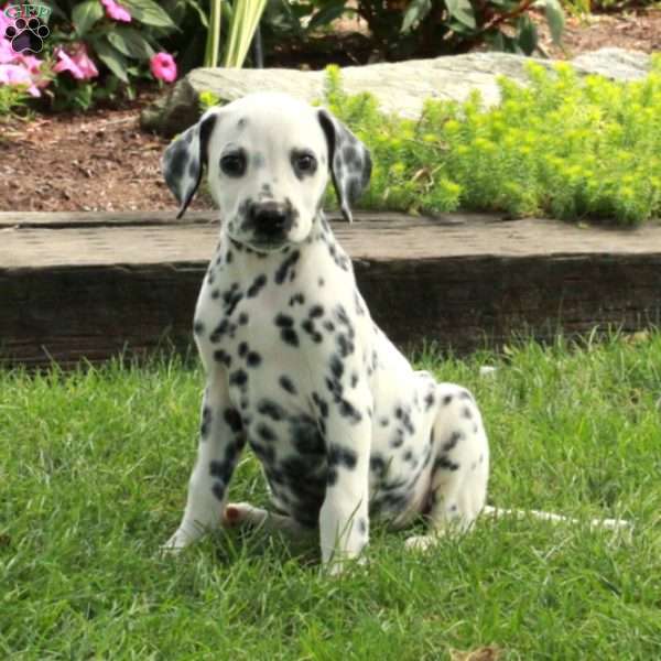 Ansel, Dalmatian Puppy