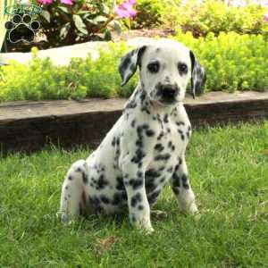 Ansel, Dalmatian Puppy
