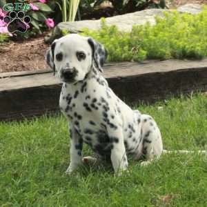 Ansel, Dalmatian Puppy