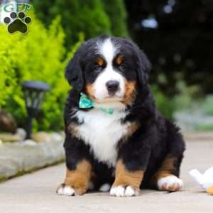 Anson, Bernese Mountain Dog Puppy