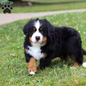 Anson, Bernese Mountain Dog Puppy