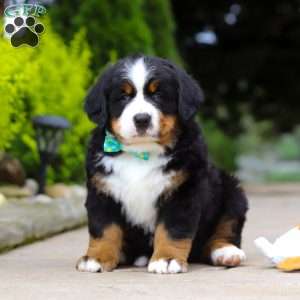 Anson, Bernese Mountain Dog Puppy
