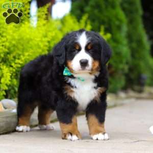 Anson, Bernese Mountain Dog Puppy