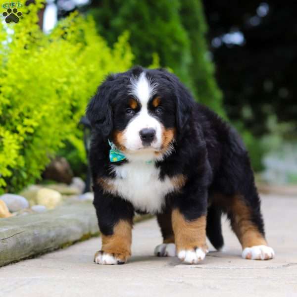 Anson, Bernese Mountain Dog Puppy