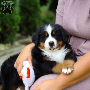 Anson, Bernese Mountain Dog Puppy
