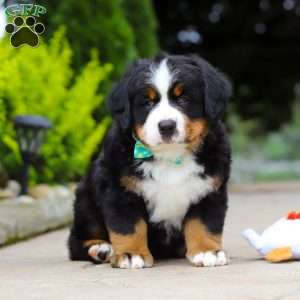 Anson, Bernese Mountain Dog Puppy