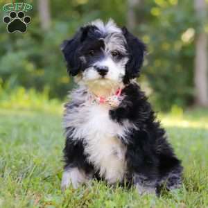 Anya, Bernedoodle Puppy