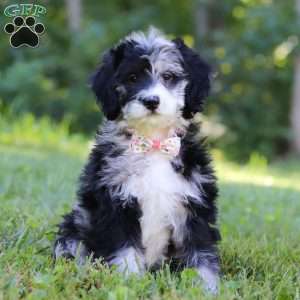 Anya, Bernedoodle Puppy
