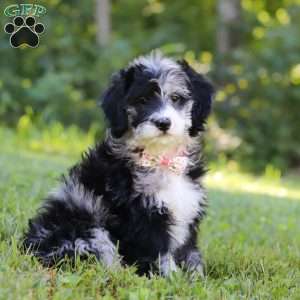 Anya, Bernedoodle Puppy