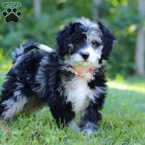 Anya, Bernedoodle Puppy