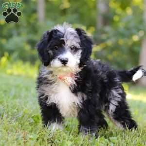 Anya, Bernedoodle Puppy