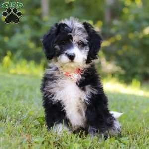 Anya, Bernedoodle Puppy