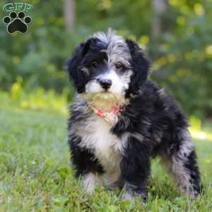 Anya, Bernedoodle Puppy