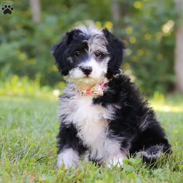Anya, Bernedoodle Puppy