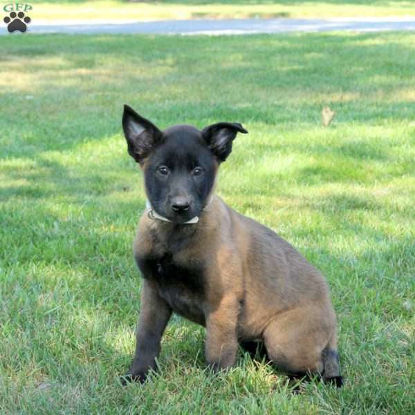 Aphrodite, Belgian Malinois Puppy